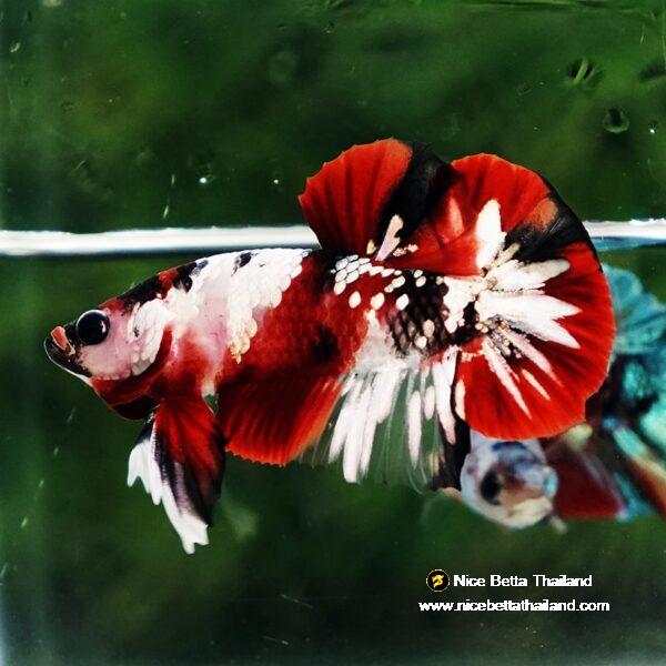 Betta fish Red Tuxedo Copper Koi OHMPK - Image 5