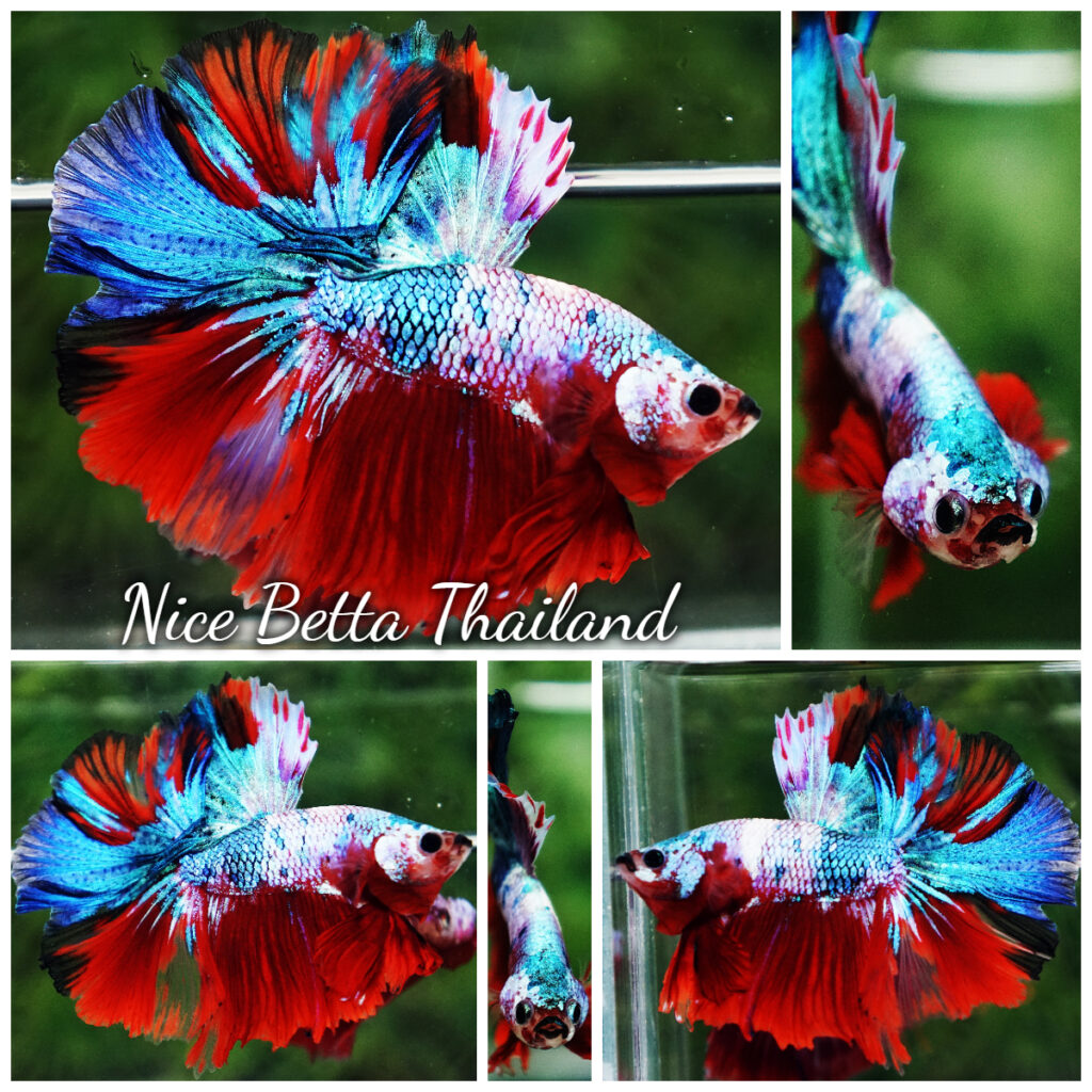 『AMAZING THAI BETTA』 r11-191-Betta-fish-Purple-Pony