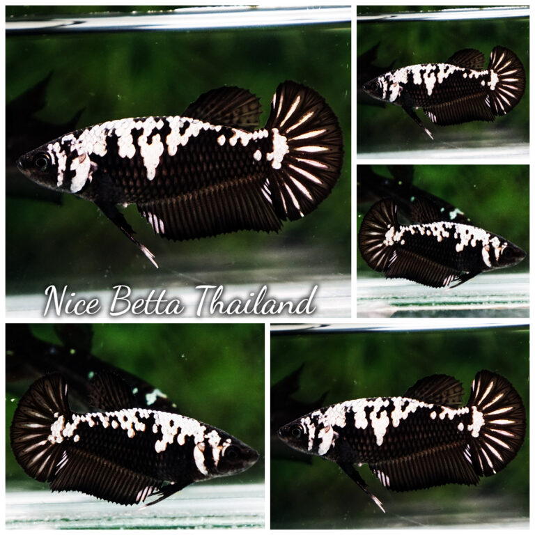 Samural Fish Samurai betta fish for Sale - nicebettathailand.com
