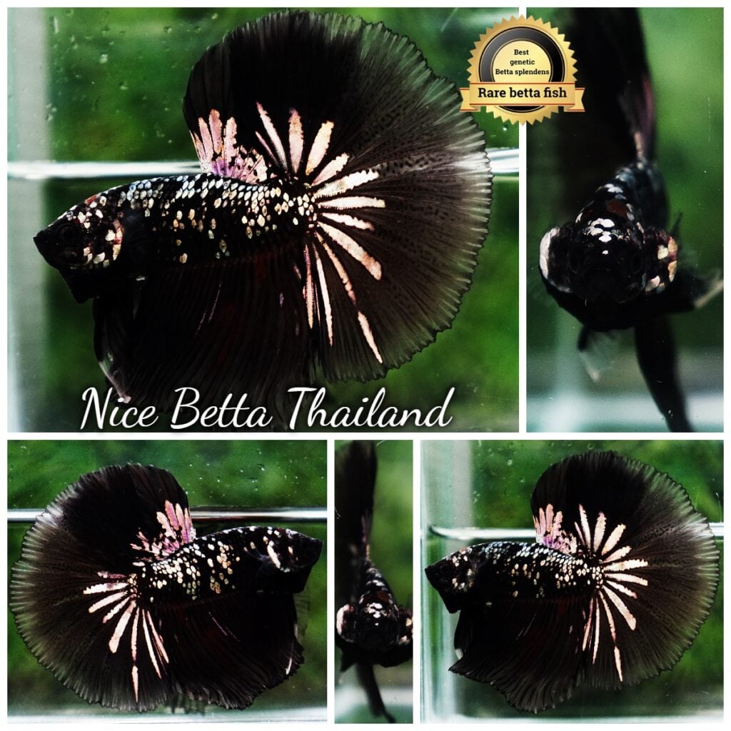 Rare betta fish for Sale - nicebettathailand.com
