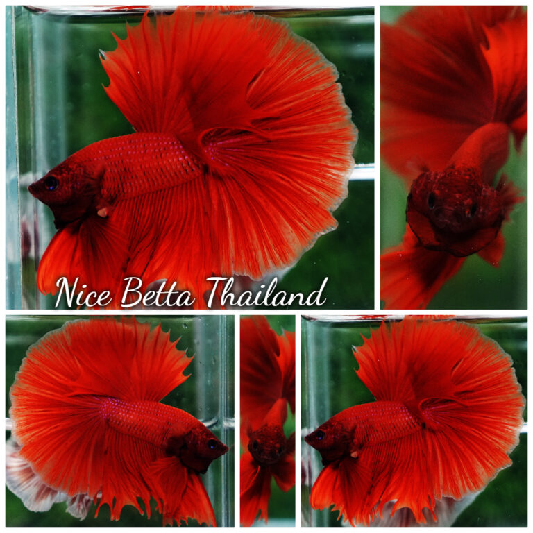 Wholesale price betta fish 100 pcs (Male) - nicebettathailand.com