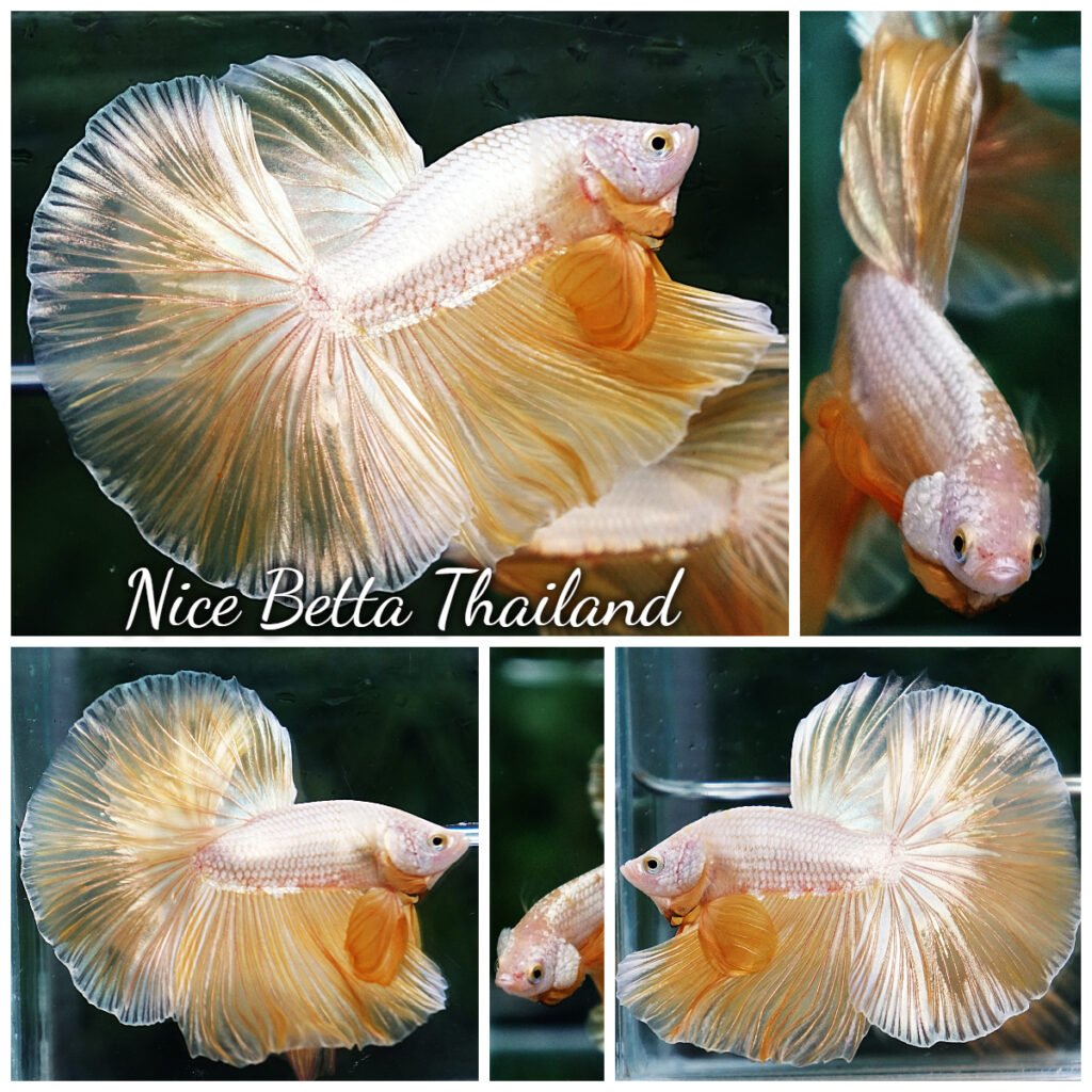 『AMAZING THAI BETTA』 Betta fish Wild Betta fish Super Green Alien Hybrid