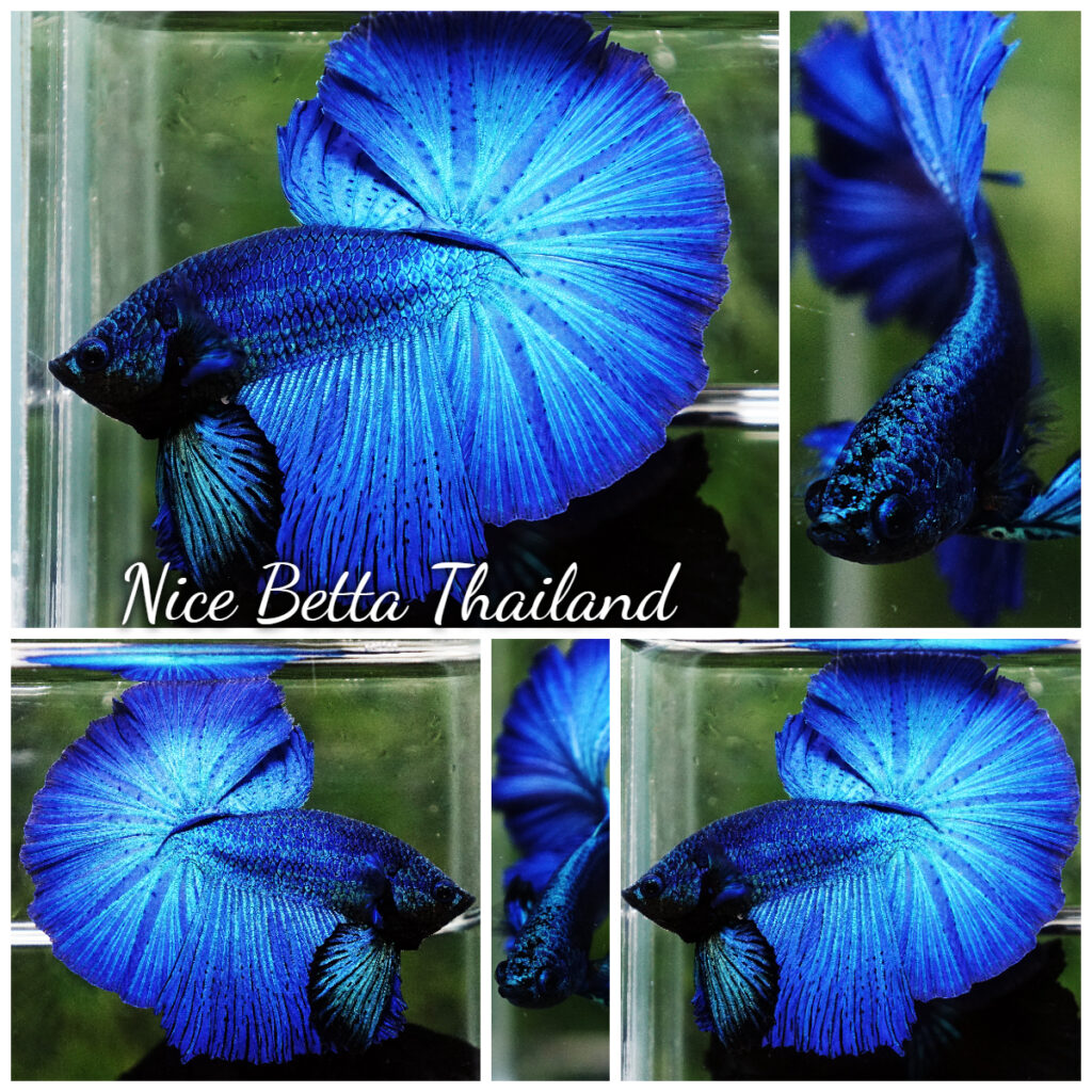 r10-151-Betta-fish-Turquoise-