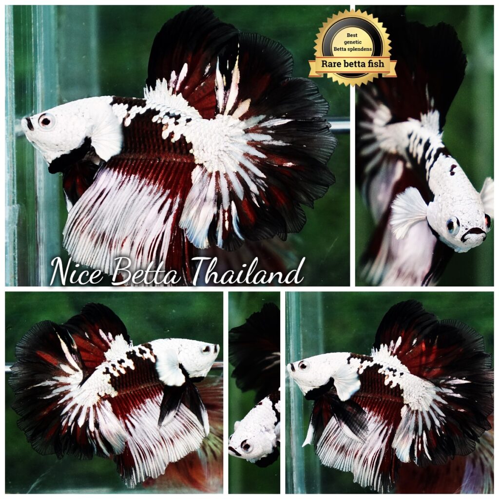 Samurai betta fish for Sale - nicebettathailand.com