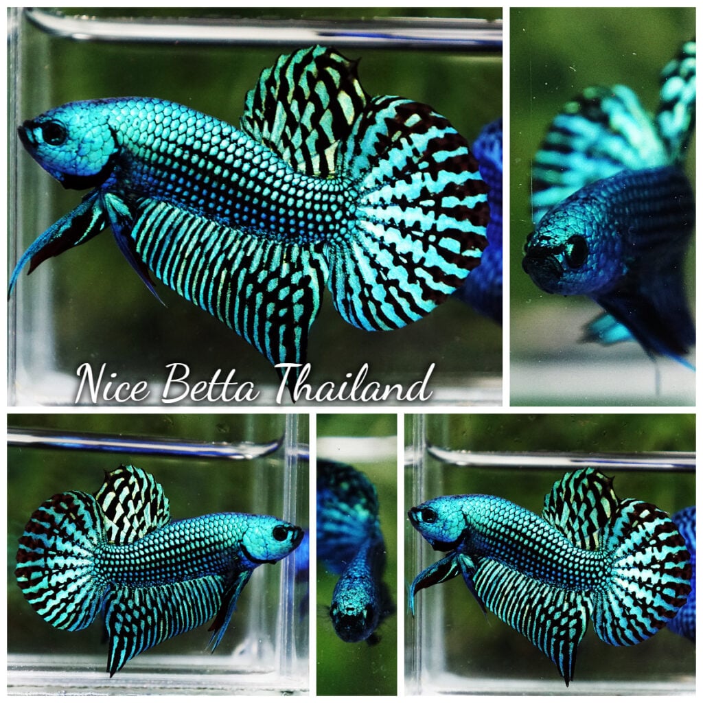 Wild Betta fish Hybrid Green Alien - nicebettathailand.com