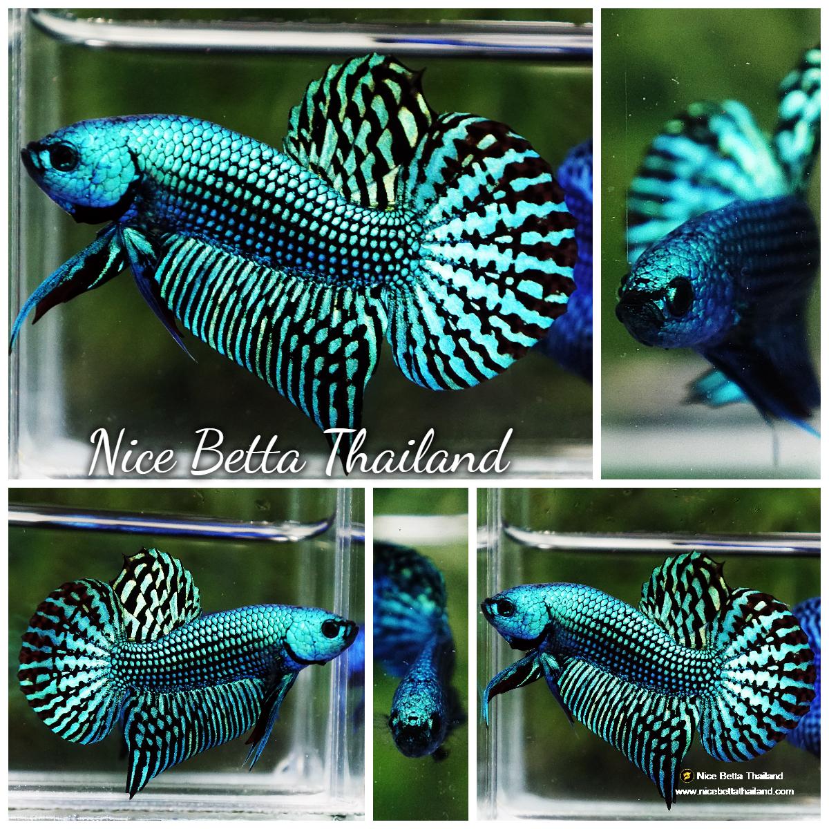 Betda Fish Wild Betta fish Hybrid Green Alien - nicebettathailand.com
