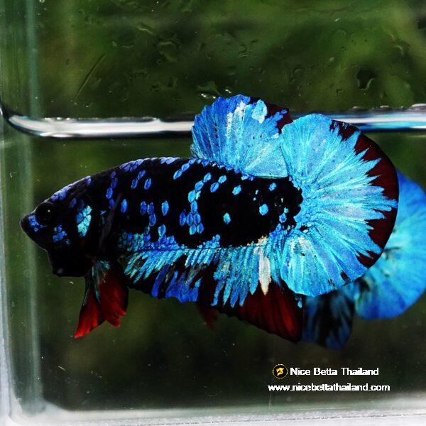 Betta fish Avatar Blue Black Star OHMPK - Image 4