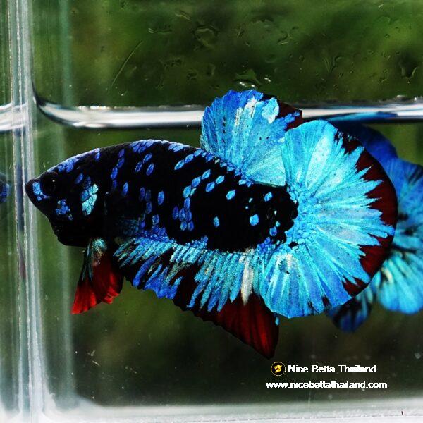 Betta fish Avatar Blue Black Star OHMPK - Image 6
