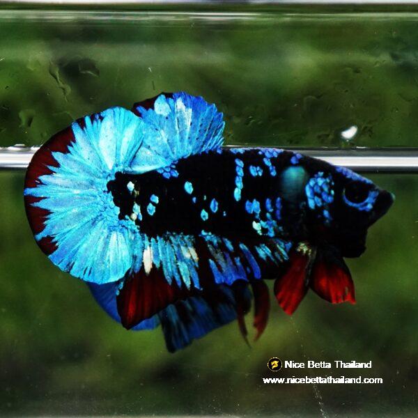 Betta fish Avatar Blue Black Star OHMPK - Image 3