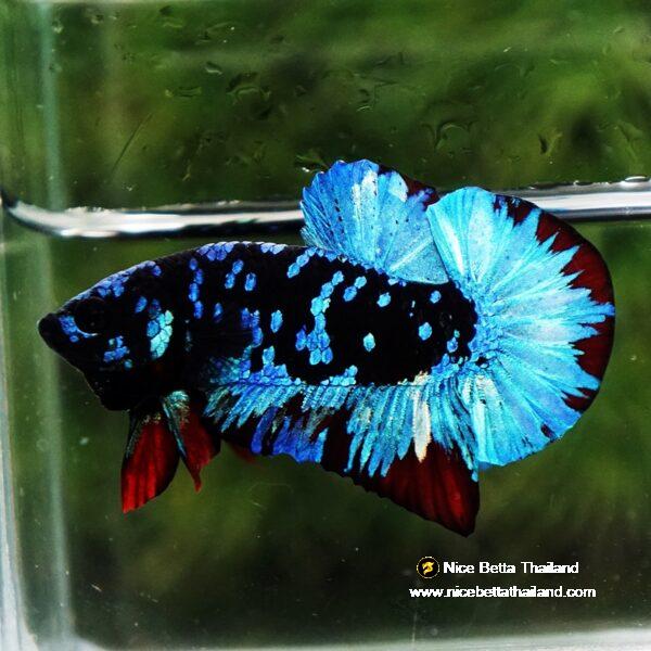 Betta fish Avatar Blue Black Star OHMPK - Image 2
