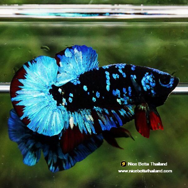 Betta fish Avatar Blue Black Star OHMPK - Image 5