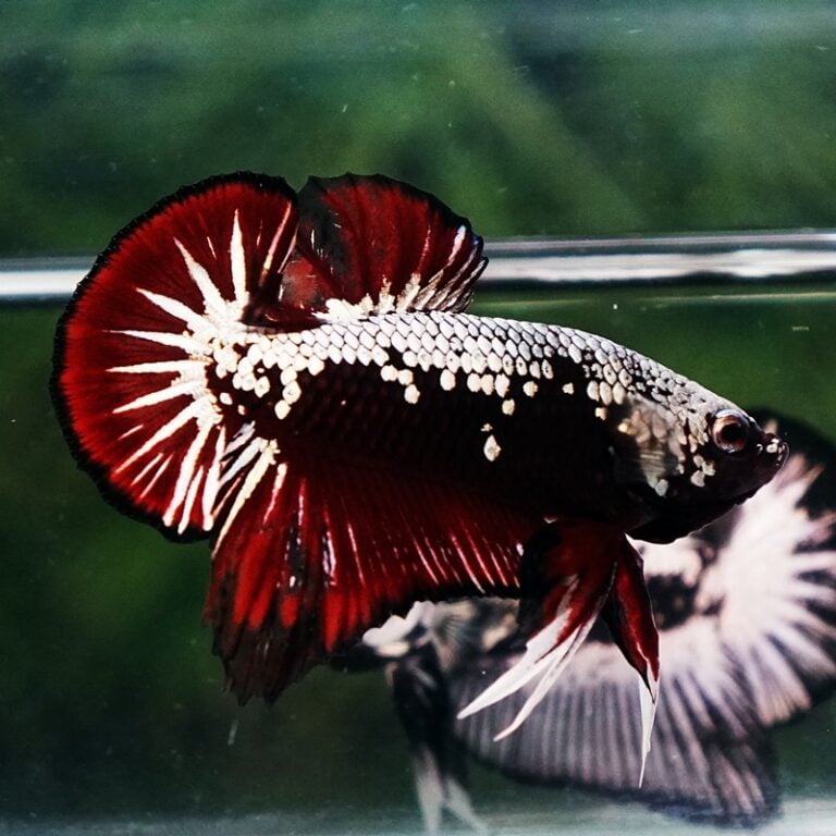 Samural Fish Betta fish Vampire Samurai OHMPK - nicebettathailand.com