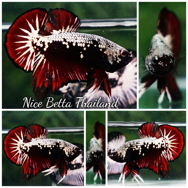 Samural Fish Samurai betta fish for Sale - nicebettathailand.com