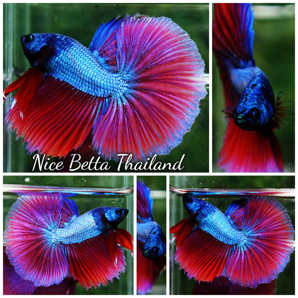 r11-191-Betta-fish-Purple-Pony