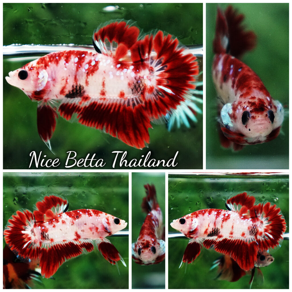 Male Halfmoon Plakat Betta - nicebettathailand.com