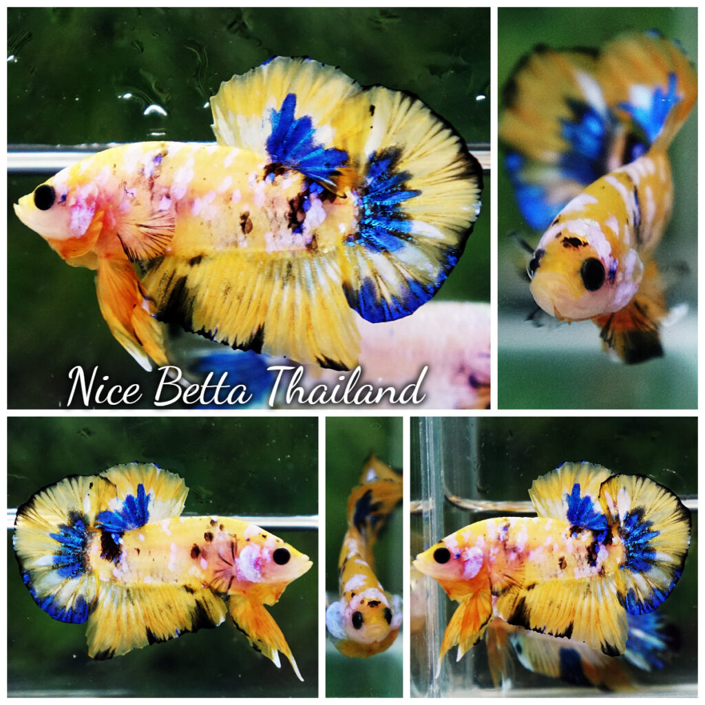 『AMAZING THAI BETTA』 Betta Fish For Sale From Thailand – Thailand Betta Fish