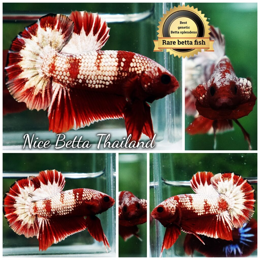 Red Pattern Betta Fish Betta Fish OHMPK Sparkle Fancy Red Zebra (Ultra Rare ...