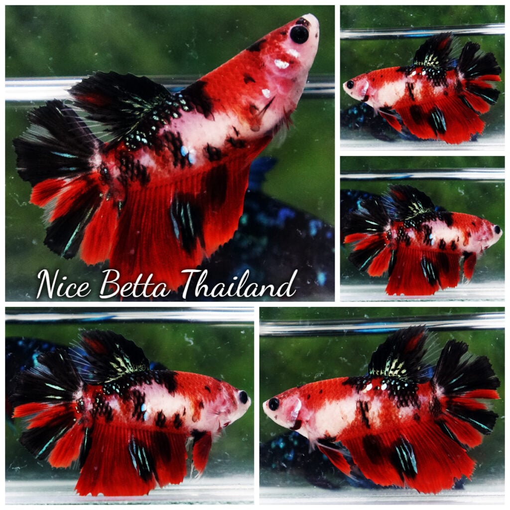 Female Betta fish Koi Kohagu HM - nicebettathailand.com