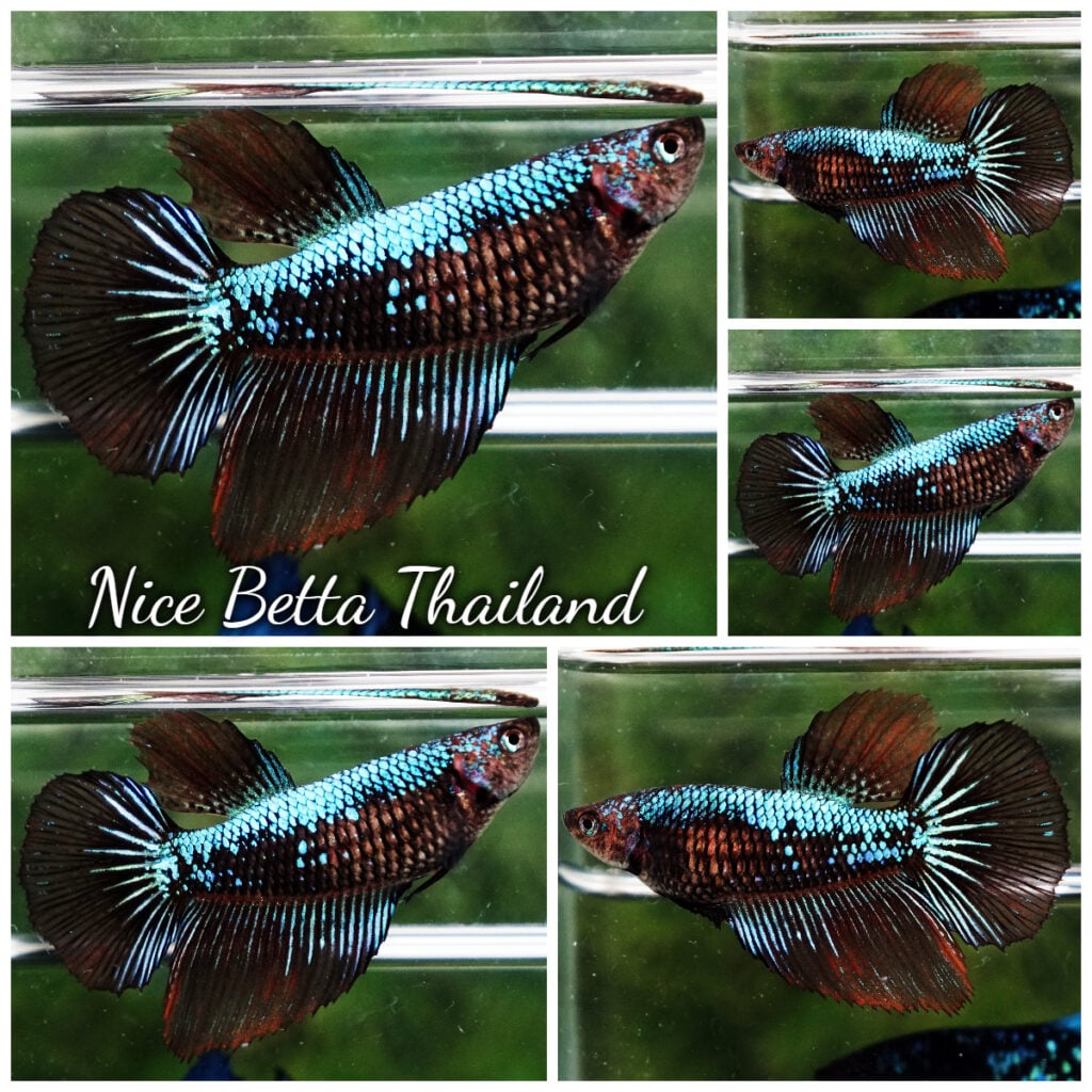 Samurai betta fish for Sale - nicebettathailand.com