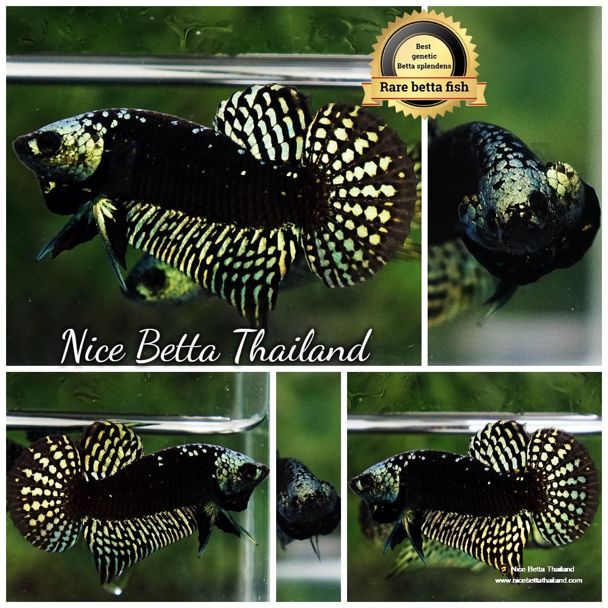 Wild Betta Fish Hybrid Gold Green Alien Samurai (Ultra Rare ...