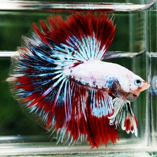 Betta fish King Fancy Red Thunder Hawk OHM - Image 3