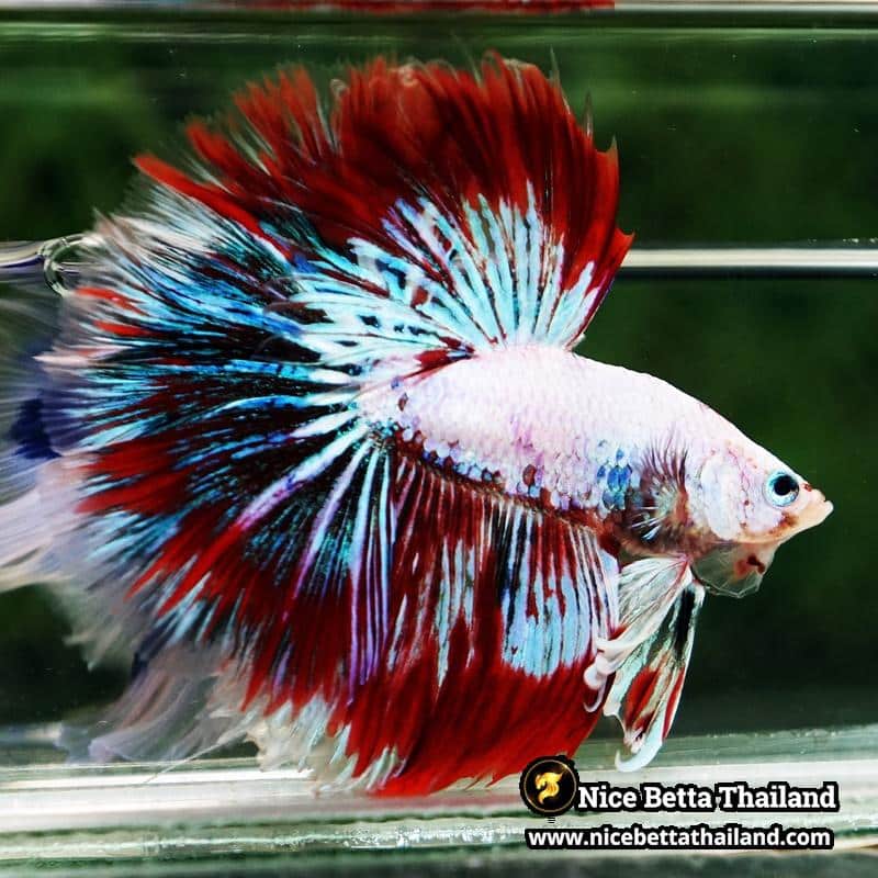 Betta fish King Fancy Red Thunder Hawk OHM