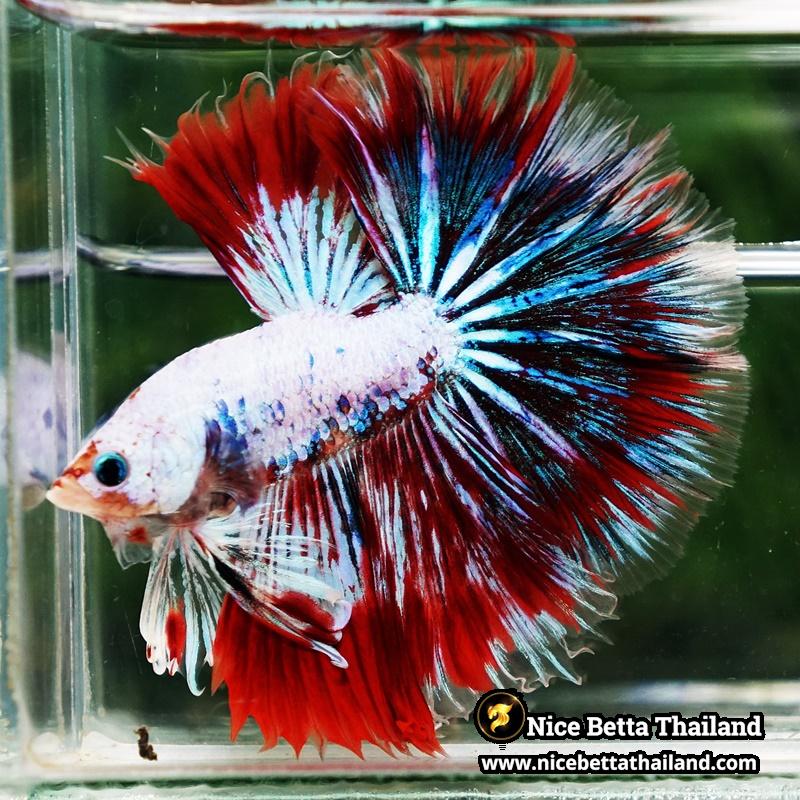 Betta fish King Fancy Red Thunder Hawk OHM - nicebettathailand.com