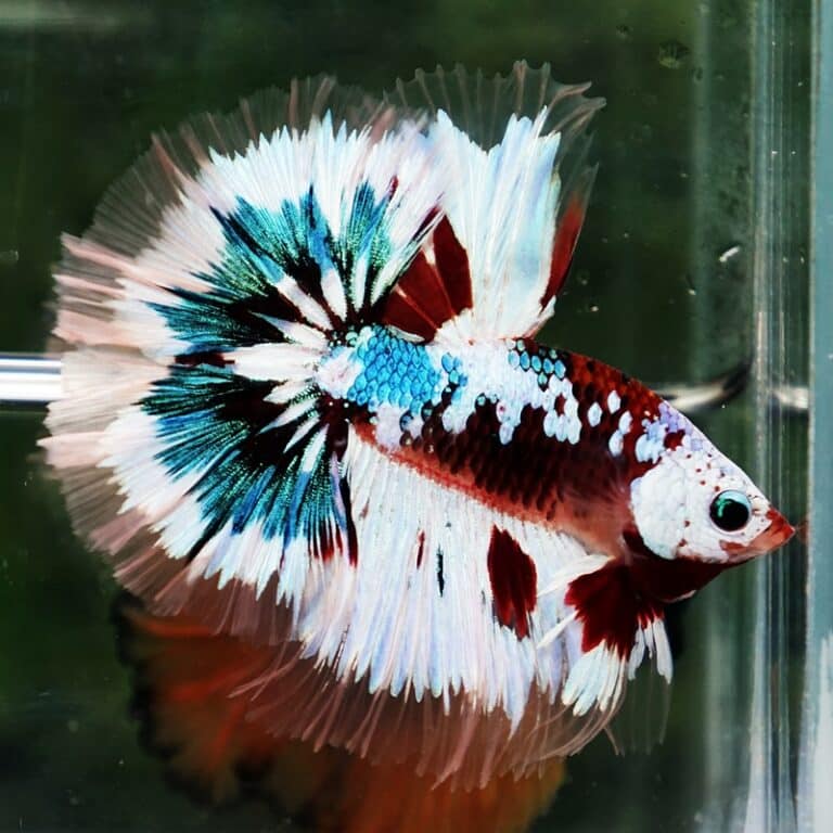 Sky Hawk betta fish for Sale - nicebettathailand.com