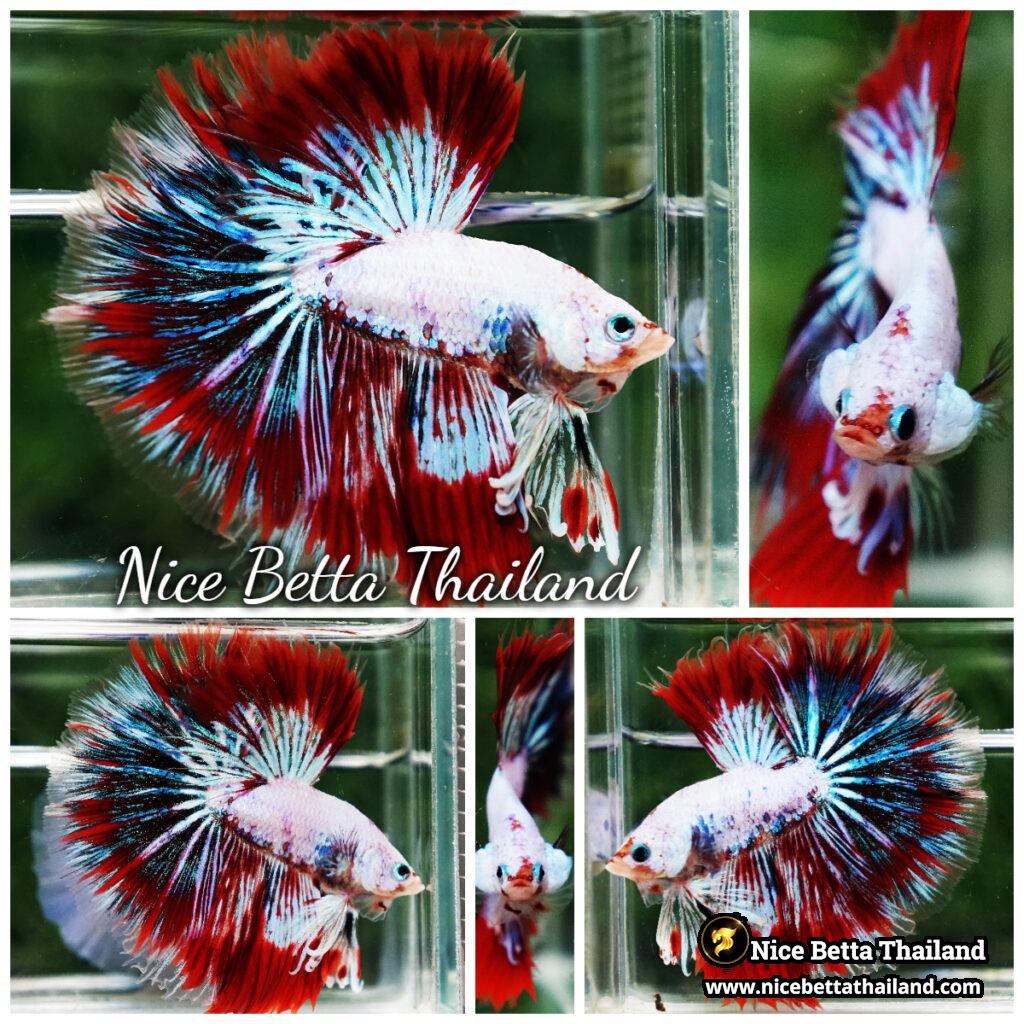 『AMAZING THAI BETTA』 s02-011-Betta-fish-King-Fancy-