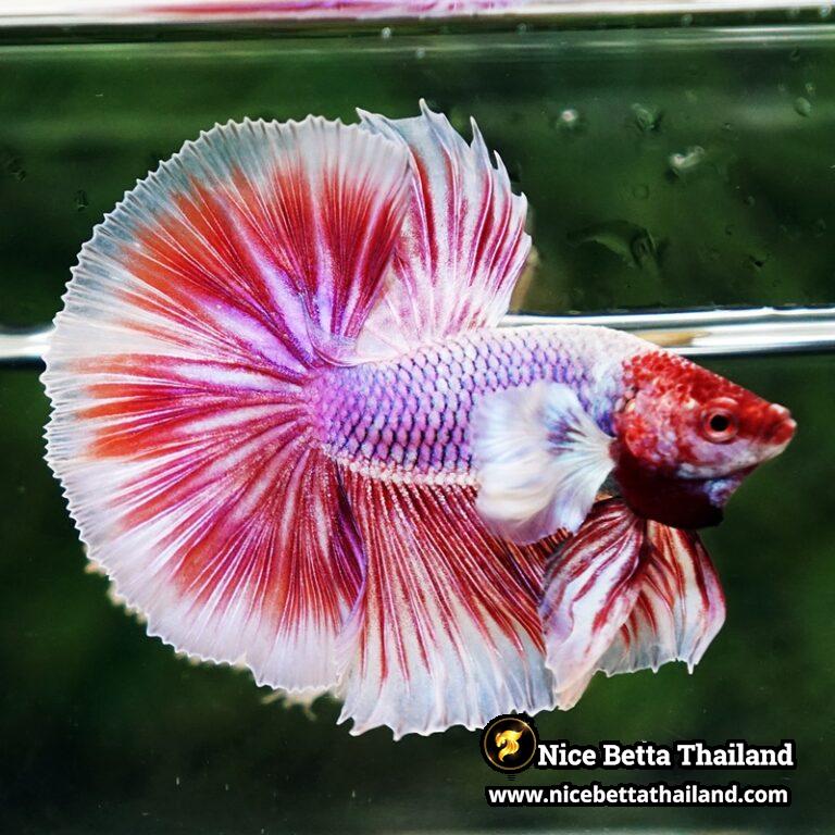 Competition grade betta fish for Sale - nicebettathailand.com