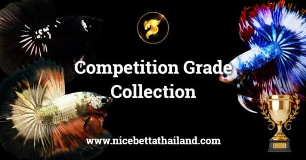 Nice Betta Thailand Premium Betta Fish for Sale shipping WORLDWIDE