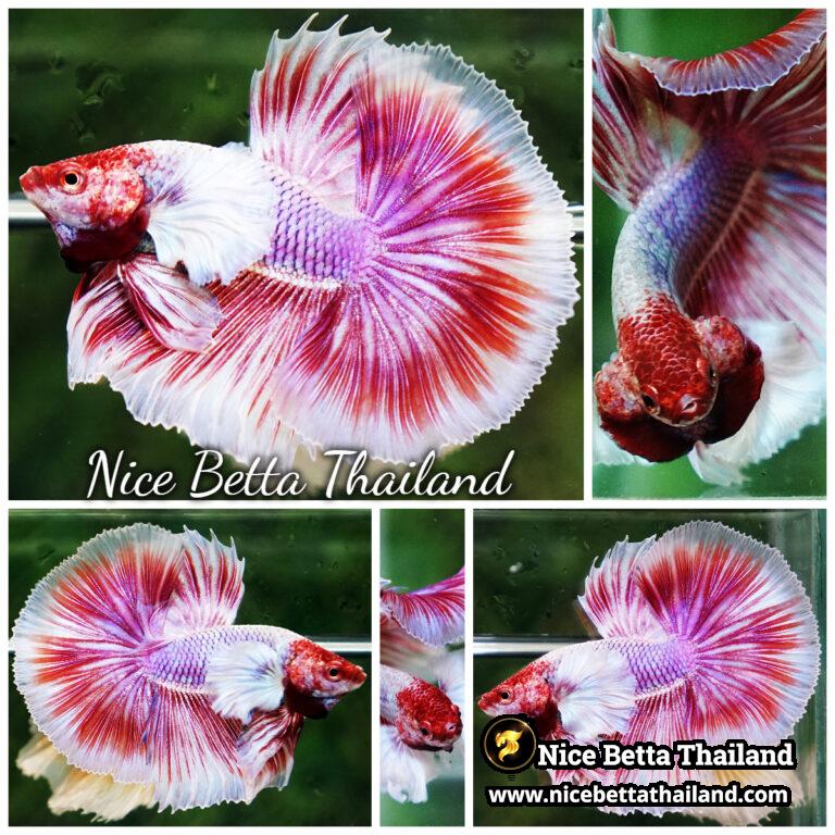 Comp Fighter Fish Competition grade betta fish for Sale - nicebettathailand.com