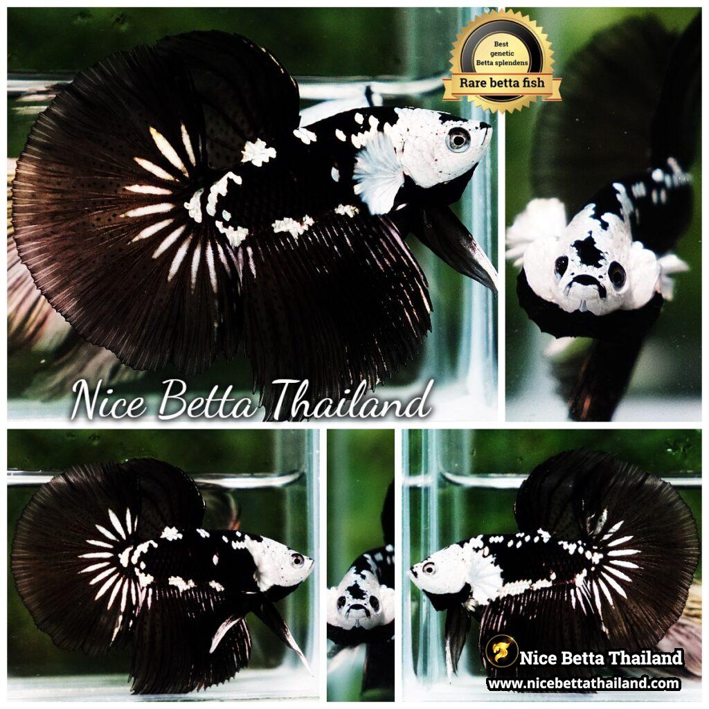 Samurai betta fish for Sale - nicebettathailand.com