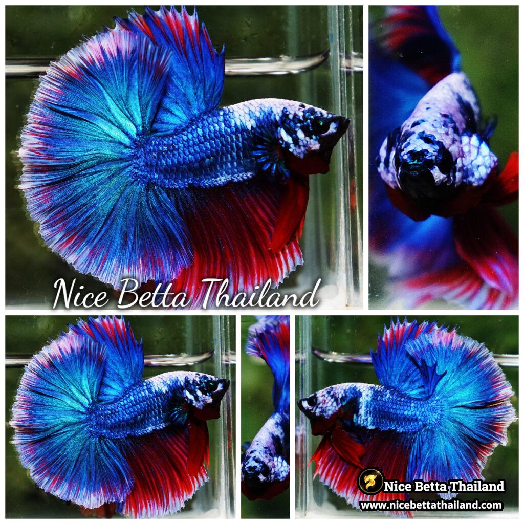 ファッションシーンで話題のこれから流行るブランド12選 Betta OHM Hawk Sky Monster Sea Deep Fancy Fish 趣味・スポーツ・実用