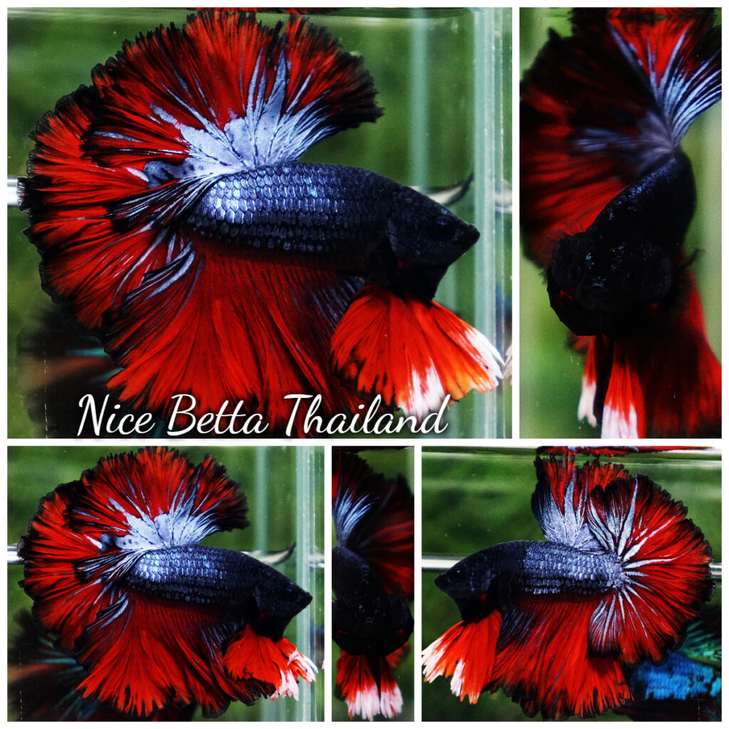『AMAZING THAI BETTA』 Betta Fish Thailand Flag Sky Hawk OHM - nicebettathailand.com