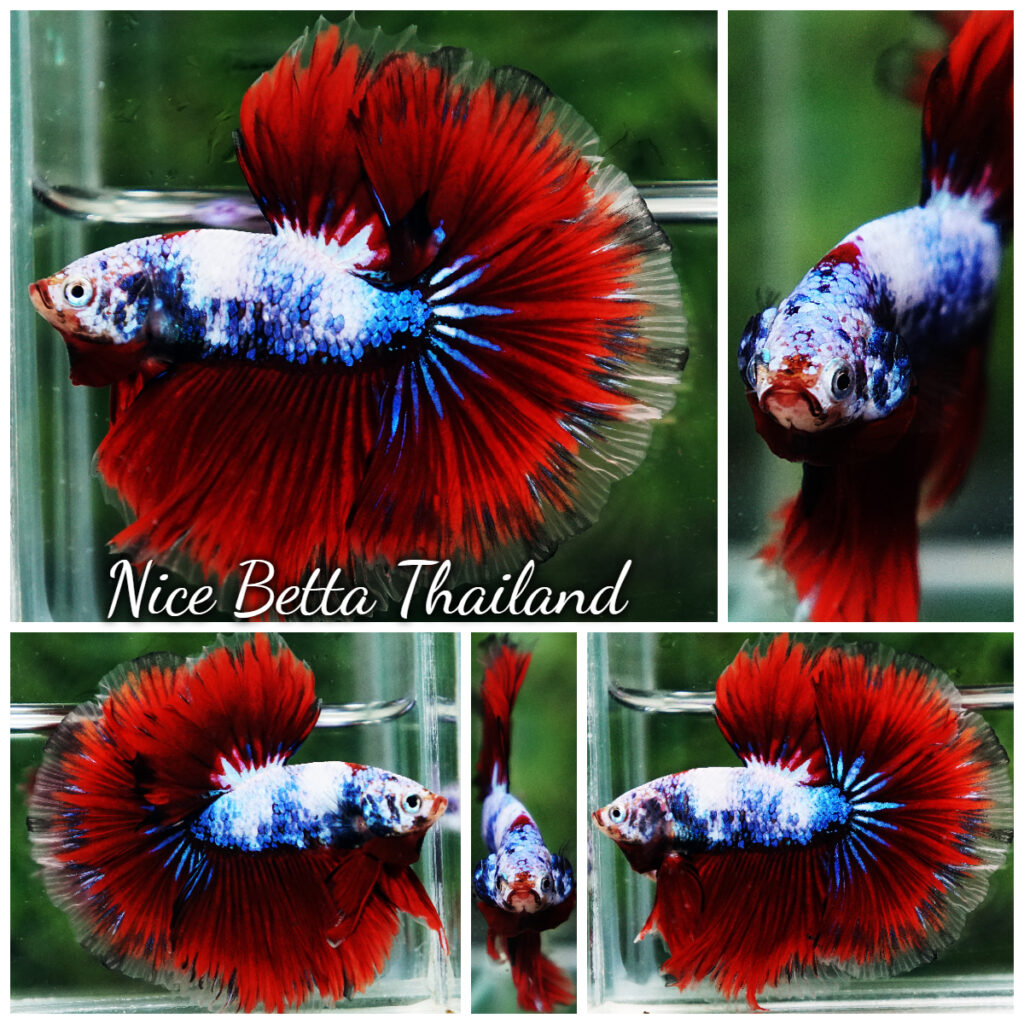 s03-171-Betta-Fish-Fancy-