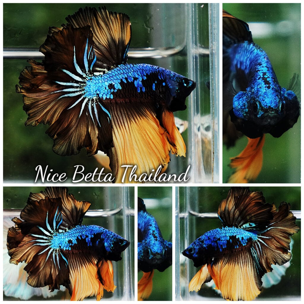 Betta Fish Blue Mustard Gas Feather tail OHM - nicebettathailand.com