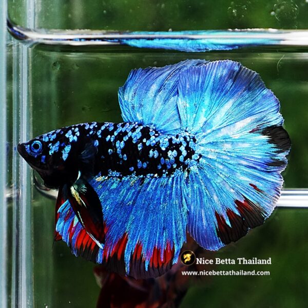 Betta Fish Avatar Nebular Blue Black Star (Rare) - Image 4