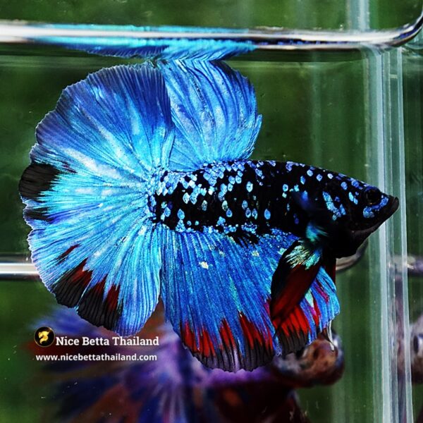 Betta Fish Avatar Nebular Blue Black Star (Rare) - Image 3