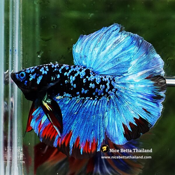 Betta Fish Avatar Nebular Blue Black Star (Rare) - Image 6
