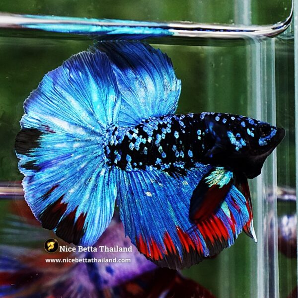 Betta Fish Avatar Nebular Blue Black Star (Rare) - Image 5
