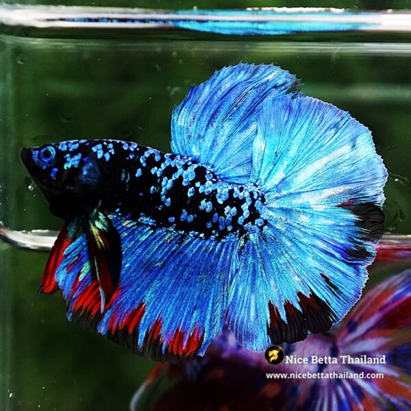 Betta Fish Avatar Nebular Blue Black Star (Rare) - Image 2