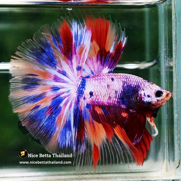 Betta Fish Prince Of Rainbow Magical Pink Candy Marble HM - Image 4