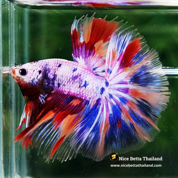 Betta Fish Prince Of Rainbow Magical Pink Candy Marble HM - Image 5