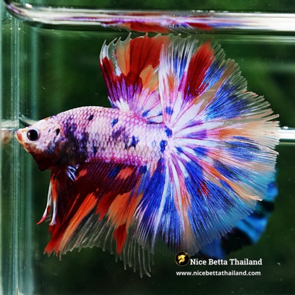Betta Fish Prince Of Rainbow Magical Pink Candy Marble HM - Image 3