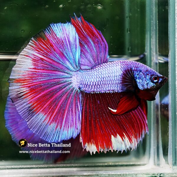 Betta Fish Purple Royal Pony Lavender HM - Image 3