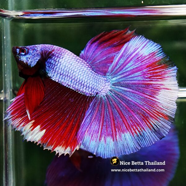 Betta Fish Purple Royal Pony Lavender HM - Image 2