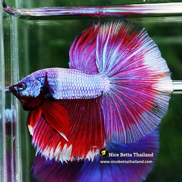 Betta Fish Purple Royal Pony Lavender HM - Image 4