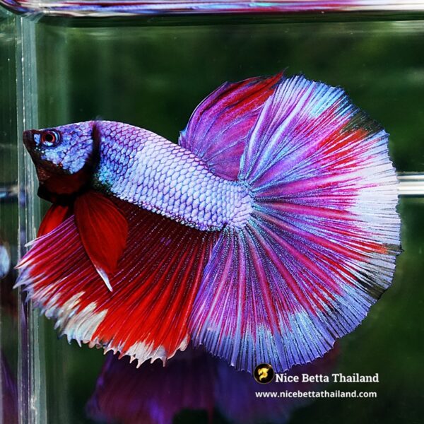 Betta Fish Purple Royal Pony Lavender HM - Image 6