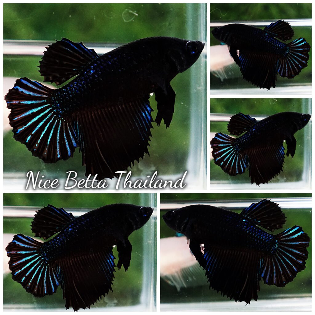 Female Betta Fish Black Orchid HM